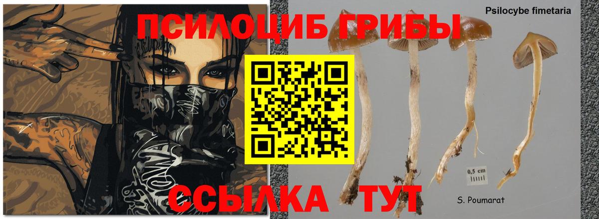 Псилоцибиновые грибы мицелий Гусь-Хрустальный